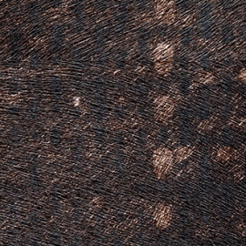 Indomptée, Tribeca VP 615 02